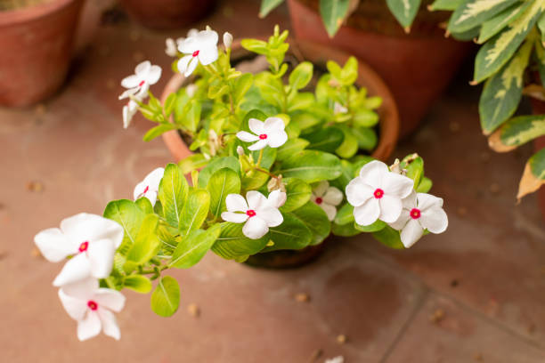 Potted white periwinkle flowers thriving in a clay pot, showing budget-friendly winter container gardening success with reused pots and simple care tips.