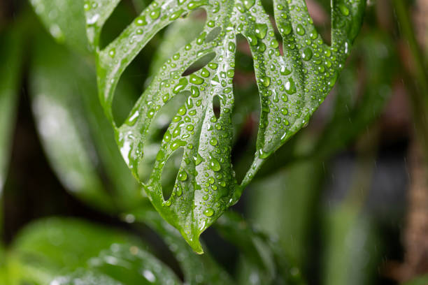 A close-up of a vibrant green Monstera Adansonii leaf, heavily covered in glistening raindrops. The intricate fenestrations (holes) of the leaf are clearly visible, and the water droplets highlight the leaf's texture. The background shows more blurred green foliage, suggesting a lush, humid environment in India during monsoon season.