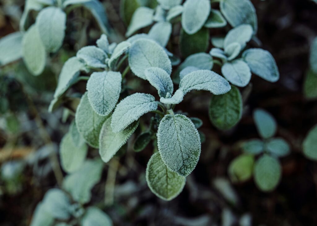 "Frost-covered sage leaves in a winter container garden – real challenges and care tips from 7 years of container gardening experience."