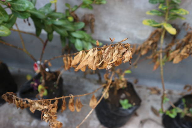 Close-up of balcony plants surrounded by Diwali lights and diyas, showing how excessive heat and smoke can harm foliage in container gardens.