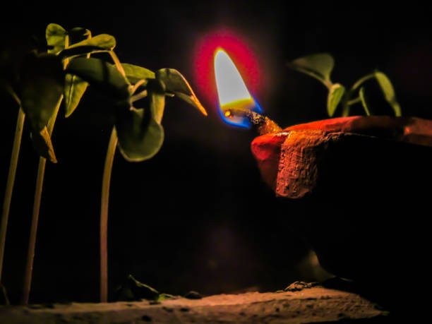 Gardener comparing festive Diwali decor near healthy potted plants showing balance between celebration and plant care with eco-friendly setup.