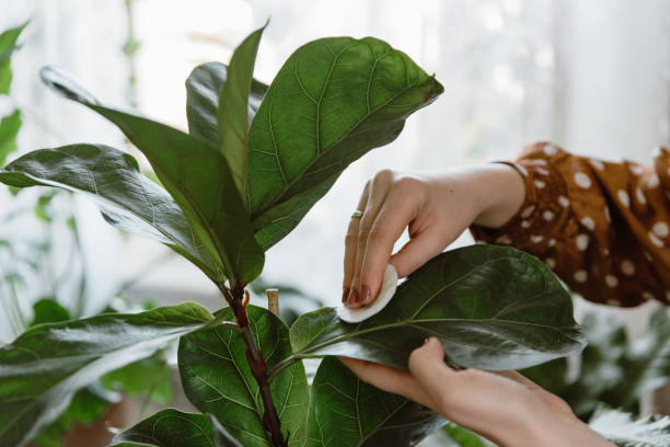 Post-Diwali plant cleanup showing a gardener cleaning and organizing healthy potted plants, removing debris and maintaining soil for thriving container garden