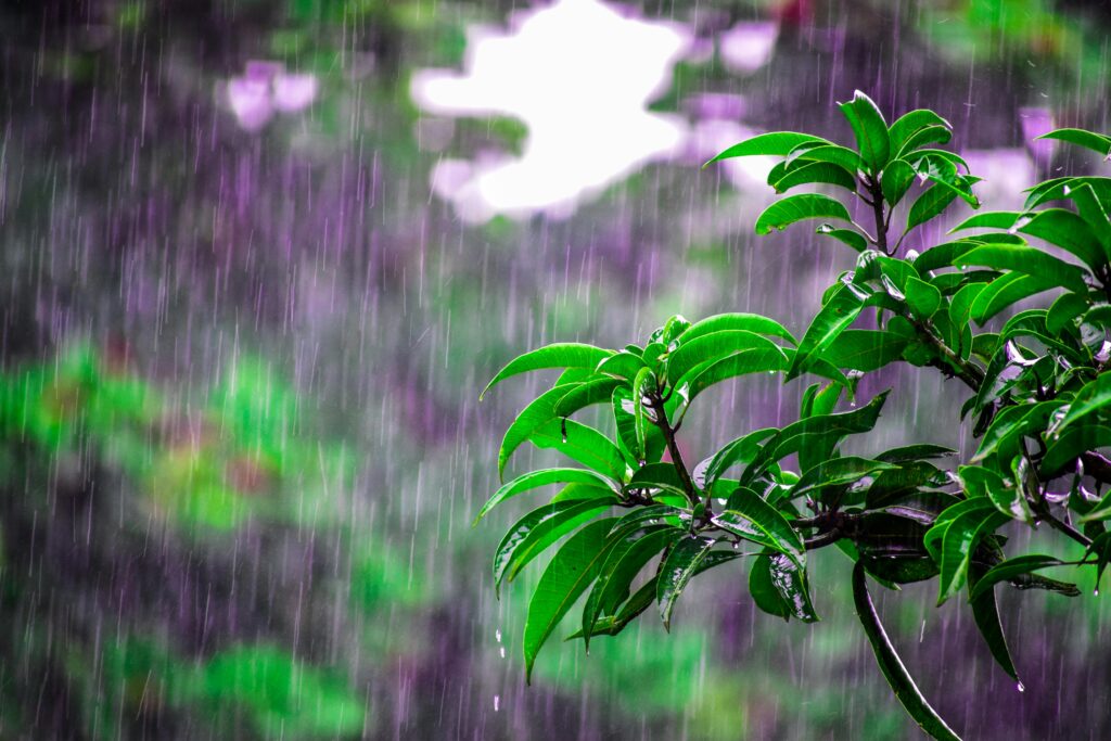 Close-up of green plant leaves in heavy October rain, showing monsoon gardening challenges and moisture effects on container plants in India.