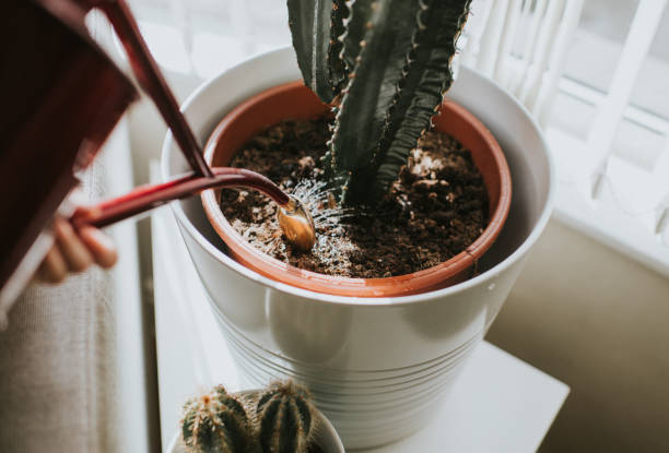 Indoor cactus being watered in a double pot setup, showing how overwatering and poor drainage can cause indoor plant pests and soil problems in small spaces.