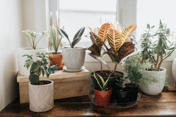 A collection of indoor air-purifying plants like rubber plant, croton, money plant, and jade arranged on a wooden windowsill, showing real small-space indoor gardening setup that supports better air quality and natural light balance.