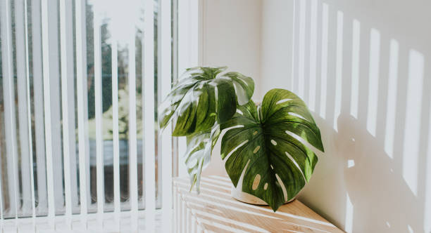Monstera plant in filtered sunlight near window – understanding low light conditions for indoor plants (My Pots Garden)