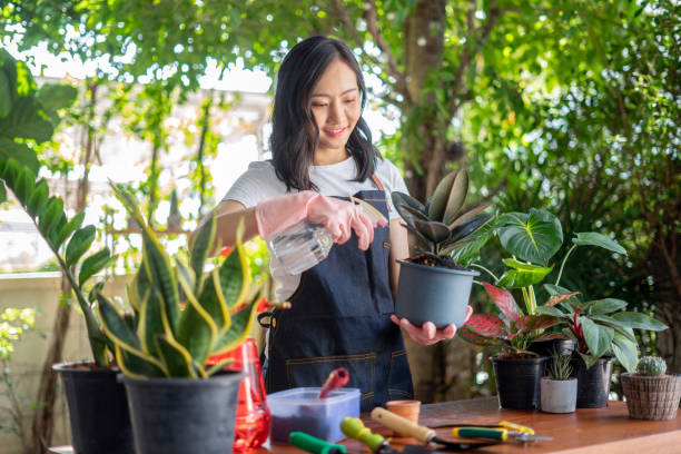 A woman caring for indoor air-purifying plants like snake plant, rubber plant, and anthurium on a balcony table, showing real small-space gardening practice for healthier indoor air.