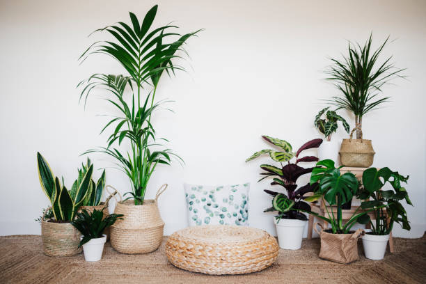 Collection of healthy indoor plants in well-draining pots and breathable containers, showing how proper soil mix and drainage help create a pest-resistant indoor garden.