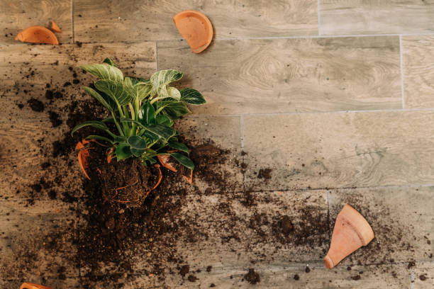 Broken terracotta pot pieces and spilled soil showing a repotting mishap, highlighting how using pot shards as a drainage layer can improve indoor plant drainage.
