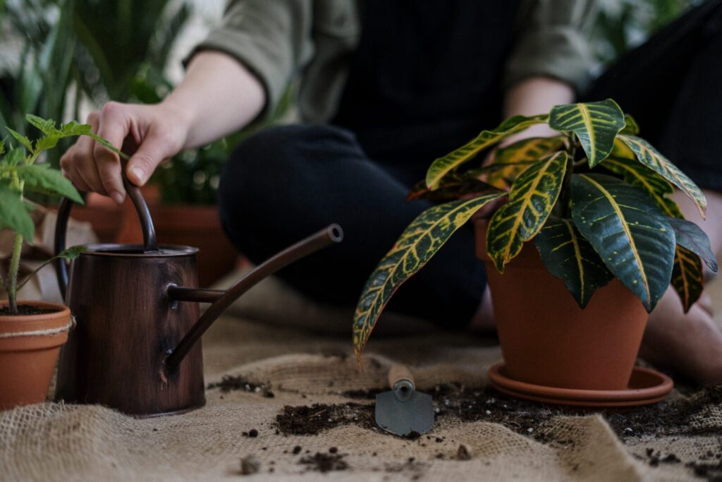 Indoor balcony gardening scene: a hand holding a watering can next to a potted plant on burlap — visual for “4 winter watering errors,” preventing overwatering, and container plant care.