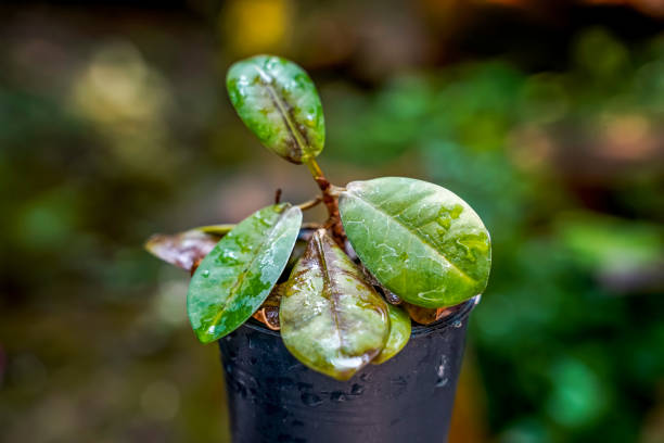 Cold-Stressed Potted Plant Showing Winter Damage