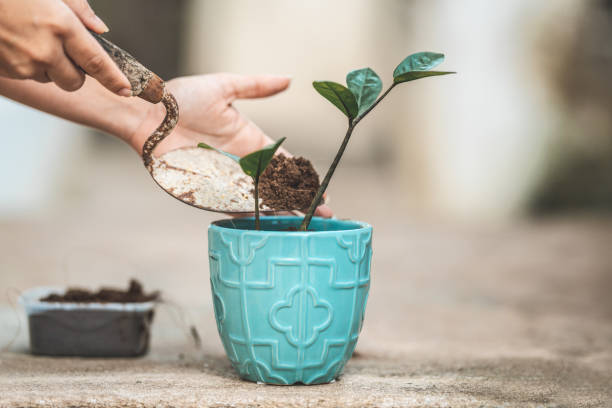 Hands adding soil to a small potted plant using a gardening trowel, demonstrating safe and simple winter fertilizing, pest prevention, and pruning care for container plants.