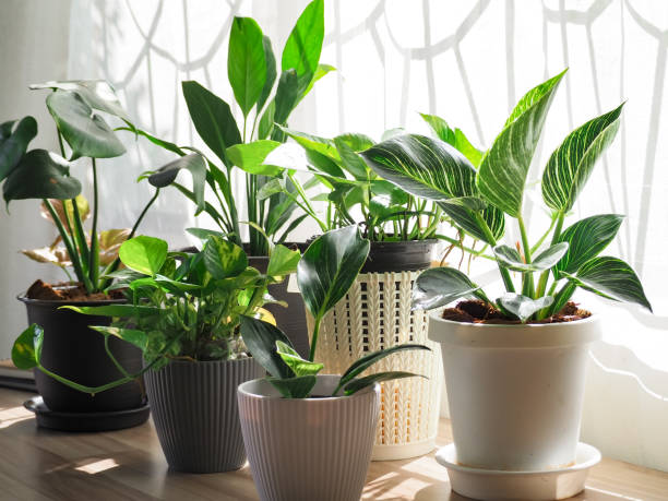 Indoor potted plants arranged near a sunny window, showing ideal sunlight positioning and winter pot placement for healthy growth in Indian homes.