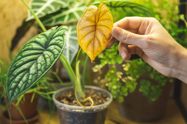 Indoor houseplants placed closely together on a floor with mixed soil textures, showing how poor airflow and plant spacing can lead to indoor plant pest problems.