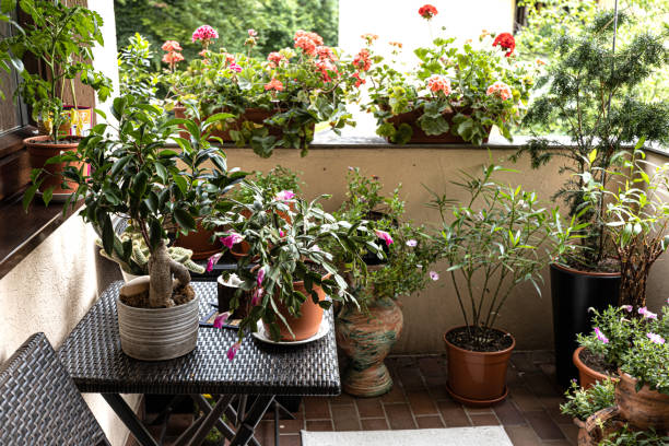 Balcony garden with mixed potted plants, railing planters, and spaced pot arrangement showing proper airflow, drainage, and sunlight placement for healthy growth.