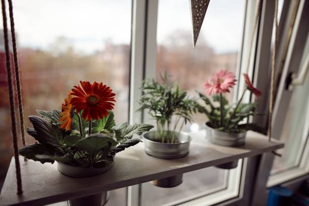 Winter Light Tips for Potted Plants on a Sunny Windowsill