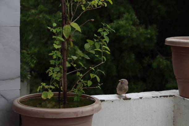 Simple balcony garden with reused plant pots and a small bird perched nearby, showing sustainable and budget-friendly balcony gardening ideas in India.