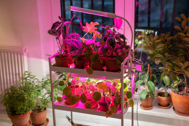 Indoor plants under pink LED grow light – when to add artificial light for low light indoor gardening (My Pots Garden)