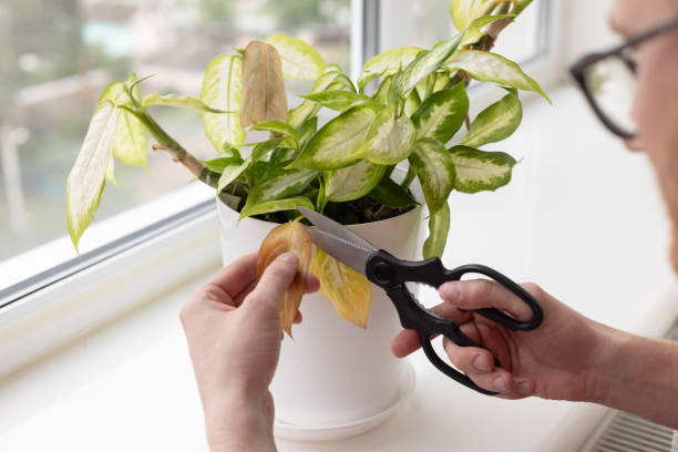 Winter Rescue: Removing Damaged Leaves from Shocked Plants