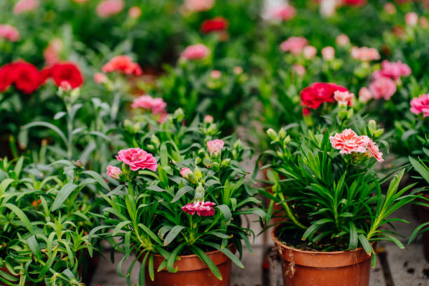 Cold-Hardy Dianthus Flowers in Pots for Indian Winters