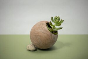 Succulent in Minimal Clay Pot – Cold-Hardy Plant for Winter Pots