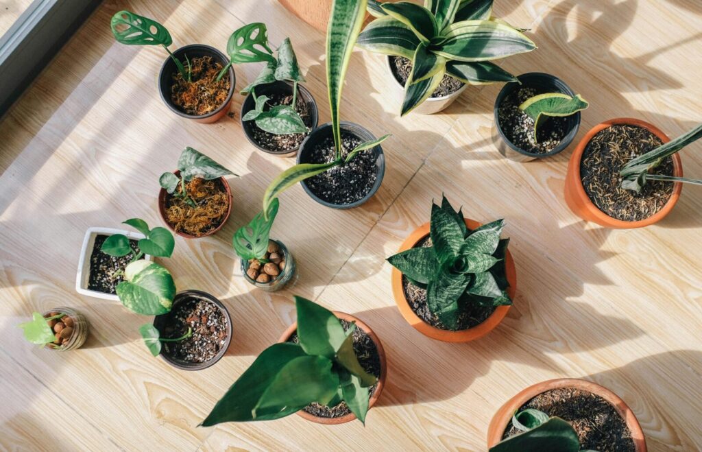 "Indoor potted plants arranged in sunlight showing healthy foliage and well-draining soil mix—ideal setup for preventing indoor plant pests naturally.