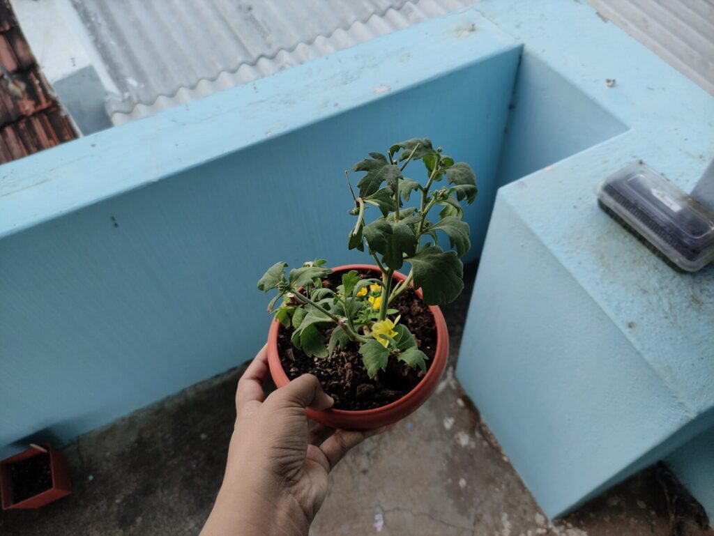 A beginner-friendly container plant thriving in a small terracotta pot, symbolizing simple and sustainable gardening goals for beginners in 2026