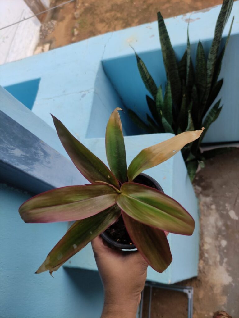 Container plant showing leaf stress from overwatering and poor drainage, reflecting hard year-end plant care lessons learned in 2025