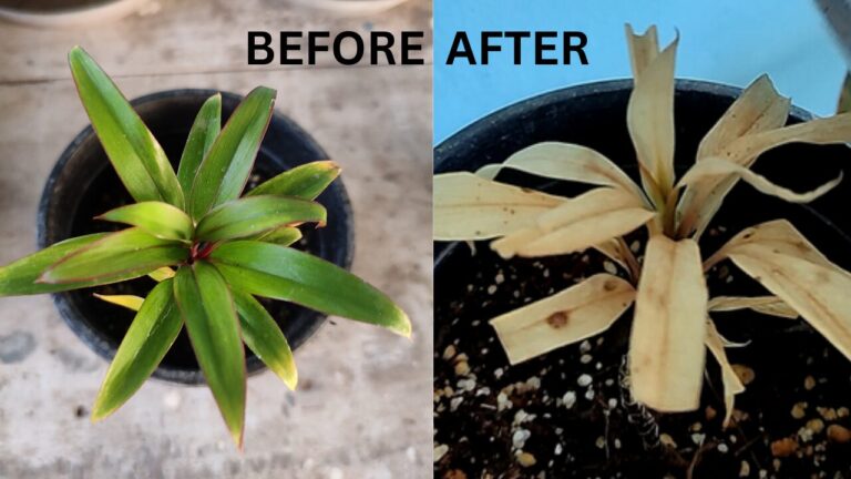 “Before-and-after comparison of a terrace-grown plant damaged by overhead watering, showing leaf burn, discoloration, and stress caused by direct sun and moisture on foliage.”