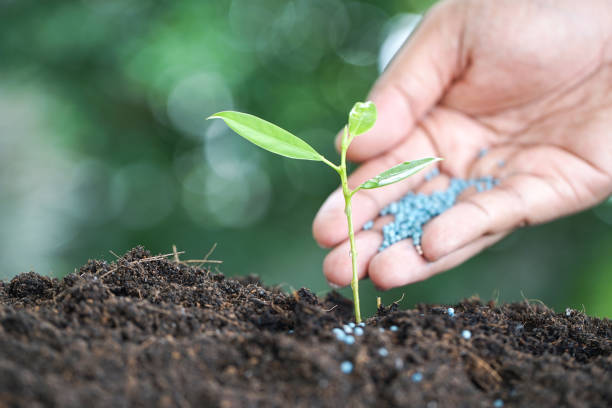 Hand applying fertilizer granules near a young plant, showing why winter fertilizing needs gentle feeding and careful nutrient management for healthy growth.