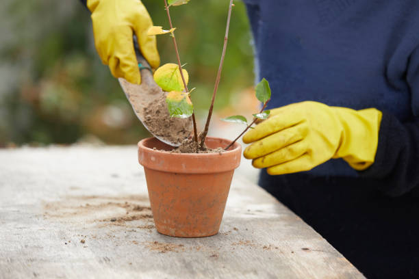 Gardener adding fertilizer to a potted plant using a trowel, demonstrating safe winter feeding and the best organic fertilizers to use in cold months for balcony plants.
