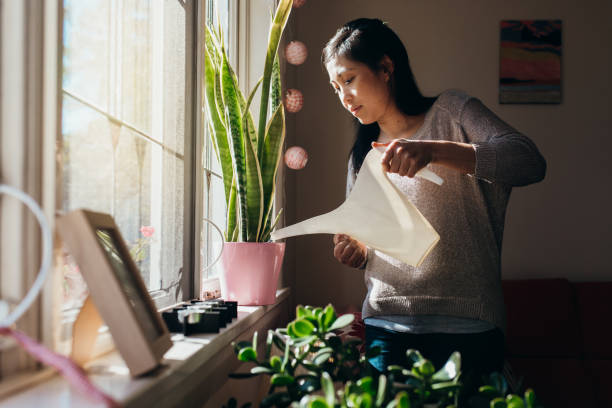 Woman watering indoor potted plants near a sunny window, illustrating common winter watering mistakes beginners make and how proper indoor plant care prevents overwatering.