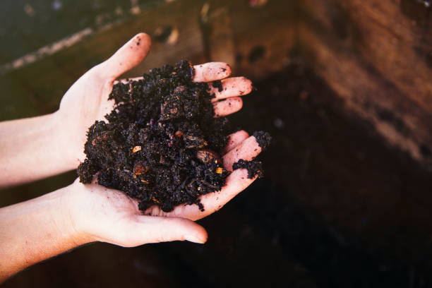 Hands holding organic compost used for winter fertilizing, showing the safe quantity and slow-release methods needed for beginner-friendly winter plant care.