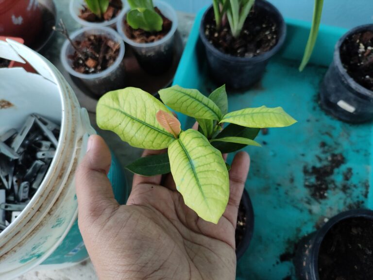 A beginner container plant held in hand, showing healthy new growth while grown in a small pot, highlighting why starting with fewer pots improves plant care