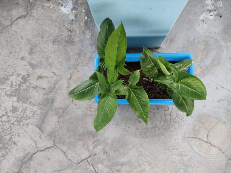 Healthy container plants growing well in a rectangular pot, showing climate-suitable, low-failure plants chosen for real home gardening conditions