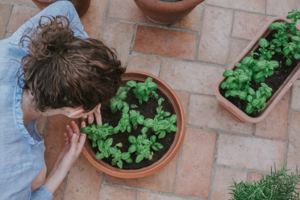 Person caring for basil plants in terracotta pots on a balcony garden, demonstrating simple container gardening practices and budget-friendly growing methods.