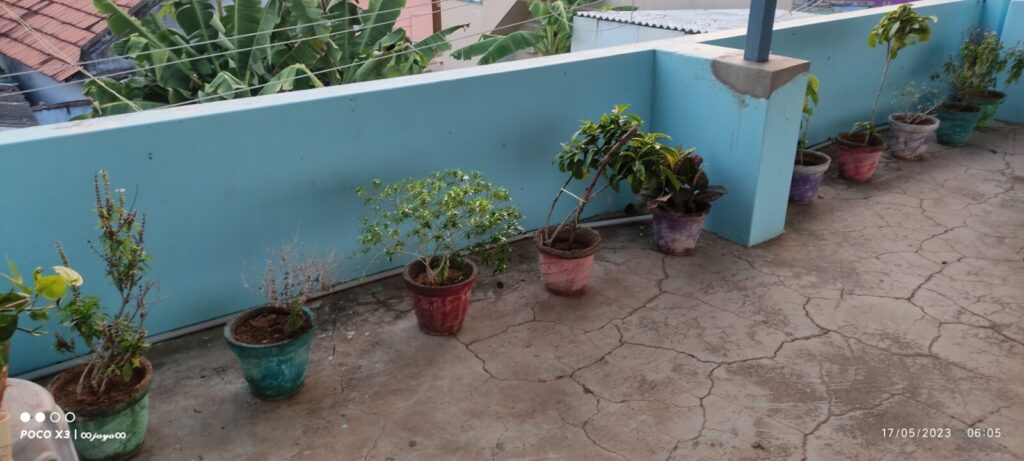 Terrace container gardening setup showing spaced pots along a wall, highlighting light exposure, airflow gaps, and movement space to avoid common container gardening space mistakes