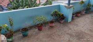 Terrace container gardening setup showing spaced pots along a wall, highlighting light exposure, airflow gaps, and movement space to avoid common container gardening space mistakes