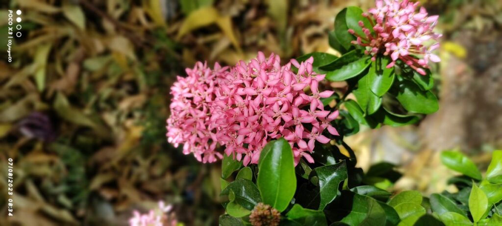 Healthy flowering ixora plant growing in a container, showing beginner-friendly plant choice based on growth habit, climate compatibility, and manageable care needs