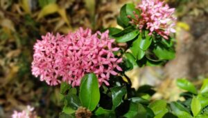 Healthy flowering ixora plant growing in a container, showing beginner-friendly plant choice based on growth habit, climate compatibility, and manageable care needs