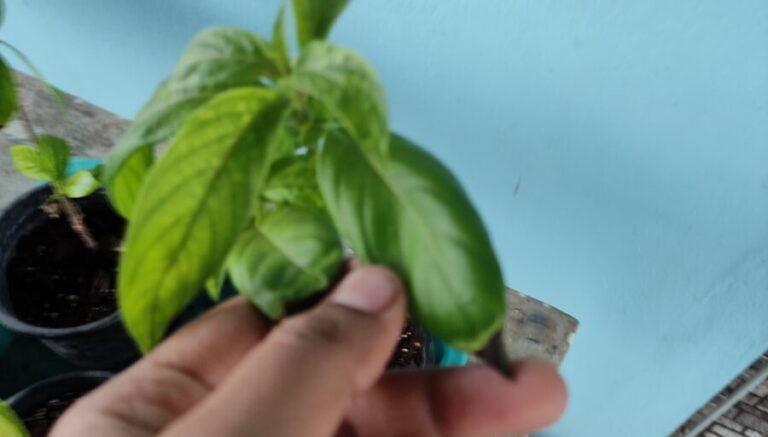 A close-up of a container plant held by hand during a routine check, showing how simple, consistent care helps plants stay healthy without daily intervention