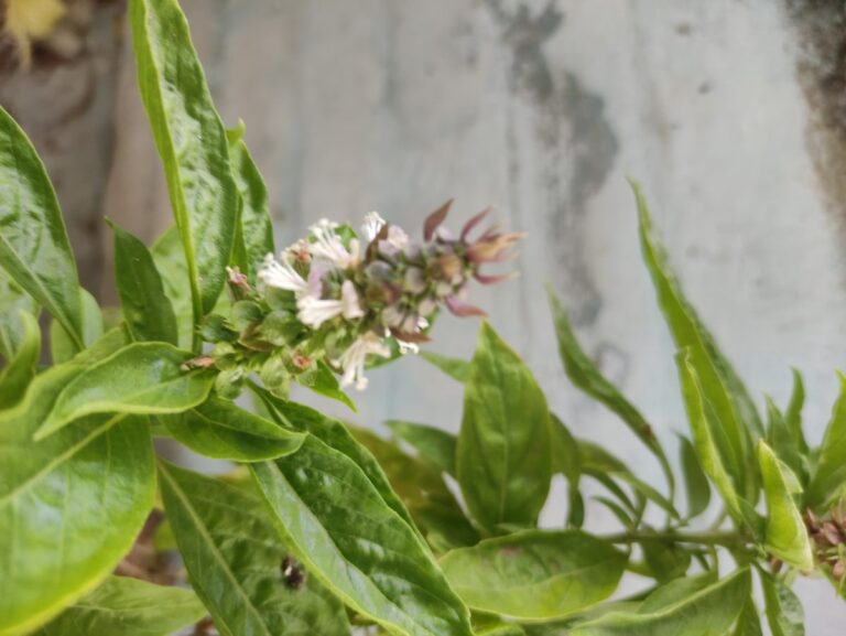 “Close-up of flowering sweet basil with fresh green leaves in a home pot garden, showing natural growth and seed formation—an example of easy herbs that thrive in Indian climates.”
