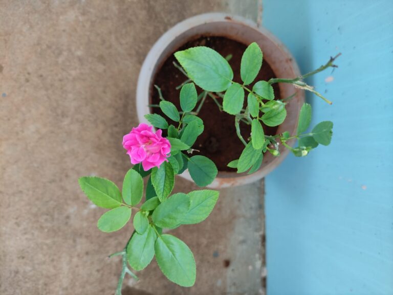 “Pink rose blooming in a terracotta pot with healthy new leaves, grown in an Indian terrace garden—showing real results for low-maintenance flowering plants that thrive in hot climates.”