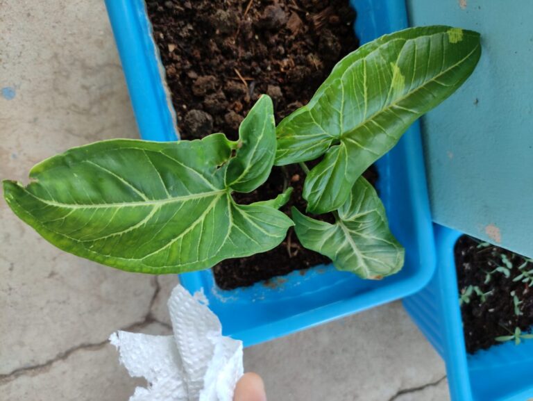 “Healthy green syngonium plant growing in a blue rectangular pot on a terrace garden, showing fresh foliage and low-maintenance indoor–outdoor growth for Indian climates.”