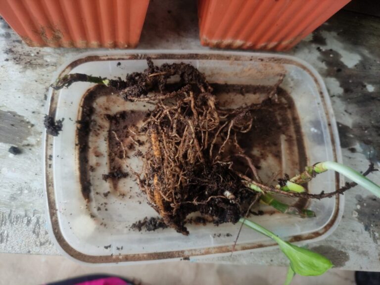“Severely rotted plant roots removed from a terrace container, showing root rot damage caused by poor drainage and overwatering mistakes in 2025.”