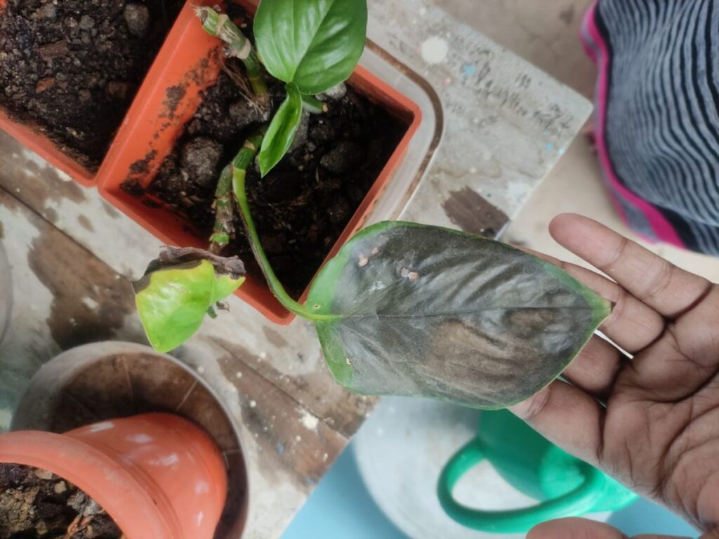 “Overwatered pothos leaf with winter rot and visible mealybug infestation—example of common terrace container gardening mistakes in 2025.”