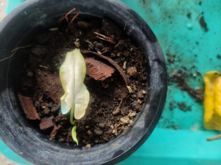 “Winter-damaged Syngonium leaf with discoloration and cold stress in a terrace container, showing common winter care mistakes made by Indian terrace gardeners.”