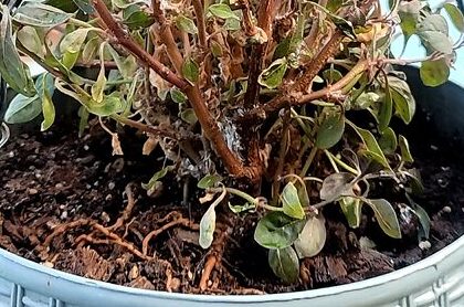 “Mealybug infestation on a terrace hanging plant showing hidden pest clusters on stems and foliage, highlighting common pest issues from irregular plant inspection.”