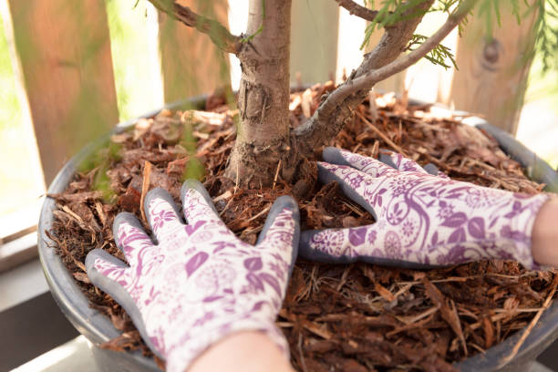 Gardener adding mulch around a potted plant to insulate roots, showing a simple method to protect container plants from frost and cold winter nights.