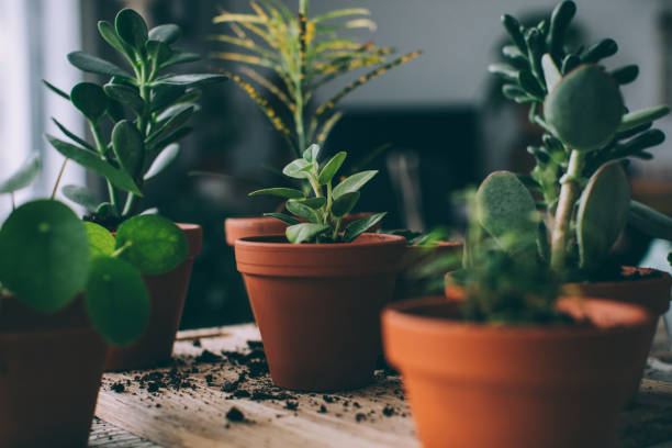 Container plants growing in pots with proper drainage, highlighting how pot drainage affects plant health more than soil mix